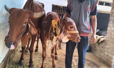 *दूग्ध उत्पादन से स्वर रहा हरिश चन्द्र पैकरा का जीवन, घरेलू अवस्थाओं की पूर्ति में मिला सहयोग*