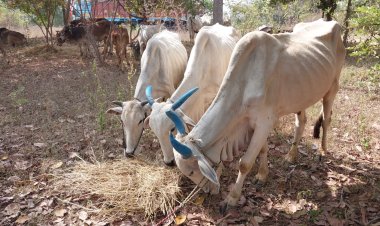 *अवैध रूप से पशुओं का परिवहन करने वाले आरोपियों को चिल्हाटी थाना द्वारा किया गया कार्यवाही-*